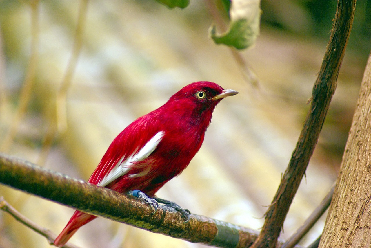 If You Love Birds, Don't Do This in Your Garden